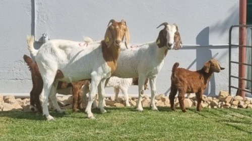 2+5x BOER GOAT DOE ALBERT LOUBSER (Pay per animal)