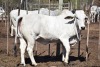 1 x BRAHMAN HEIFER LBS19125