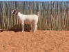 2X BOERBOK OOI/EWE COMPION BOERBOKSTOET - KUDDE/FLOCK - 4