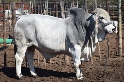 1 x BRAHMAN BULL LBS19147