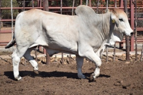 1 x BRAHMAN BULL LBS20166