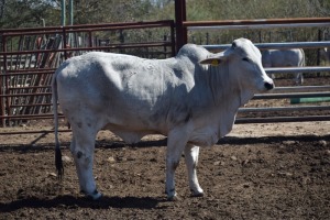 1 x BRAHMAN HEIFER LBS19112