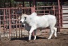 1 x BRAHMAN BULL LBS20163