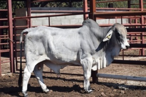 1 x BRAHMAN BULL LBS19154