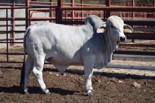 1 x BRAHMAN COMMERCIAL BULL LBS20140