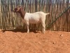 2X BOERBOK OOI/EWE COMPION BOERBOKSTOET - KUDDE/FLOCK - 3