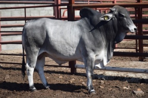 1 x BRAHMAN COMMERCIAL BULL LBS19305