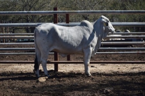1 x BRAHMAN COW LBS18108