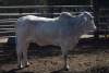 1 x BRAHMAN COMMERCIAL HEIFER LBS18154