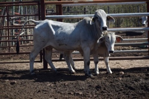 1+1 x BRAHMAN COW LBS17314