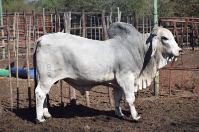 1 x BRAHMAN BULL LBS19118