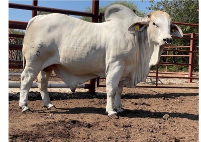 1 x BRAHMAN BULL LBS19128