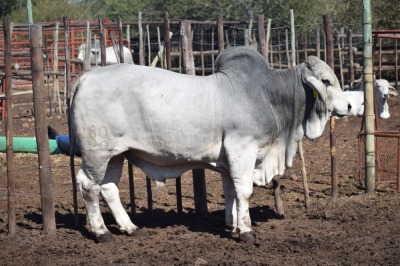 1 x BRAHMAN BULL LBS20180