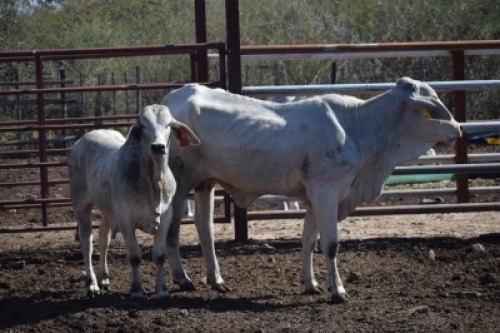 1+1 x BRAHMAN COW LBS19100