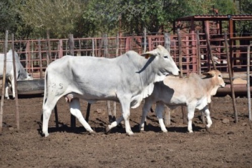 1+1 x BRAHMAN COW LBS16425