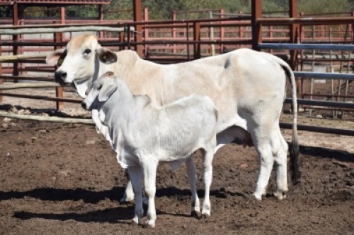 1+1 x BRAHMAN COW LBS09234