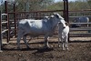 1+1 x BRAHMAN COW GDH1269