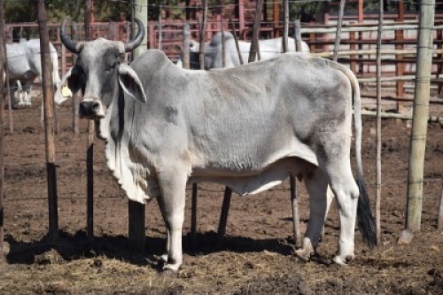 1 x BRAHMAN COW GDH1023