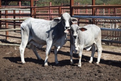 1+1 x BRAHMAN COMMERCIAL COW LBS10300