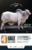 10 x BRAHMAN SEMEN BOS1212 - 2