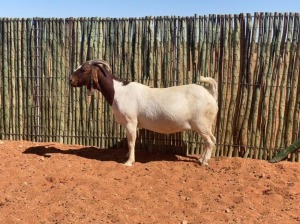 1X BOERBOK OOI/EWE COMPION BOERBOKSTOET - KUDDE/FLOCK