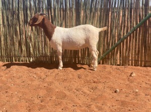 2X BOERBOK OOI/EWE COMPION BOERBOKSTOET - KUDDE/FLOCK