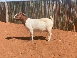 1X BOERBOK OOI/EWE COMPION BOERBOKSTOET - KUDDE/FLOCK