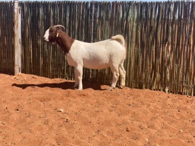 1X BOERBOK OOI/EWE COMPION BOERBOKSTOET - KUDDE/FLOCK