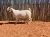 1X BOERBOK OOI/EWE COMPION BOERBOKSTOET - KUDDE/FLOCK