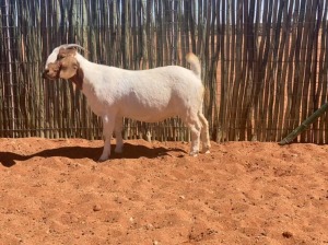 1X BOERBOK OOI/EWE COMPION BOERBOKSTOET - KUDDE/FLOCK