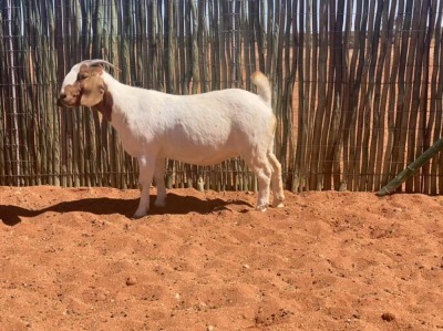 1X BOERBOK OOI/EWE COMPION BOERBOKSTOET - KUDDE/FLOCK