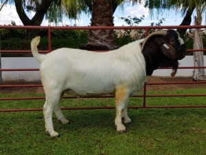 1X BOERBOK RAM CHARL BAARD  - KUDDE/FLOCK