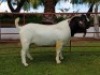 1X BOERBOK RAM CHARL BAARD&nbsp; - KUDDE/FLOCK