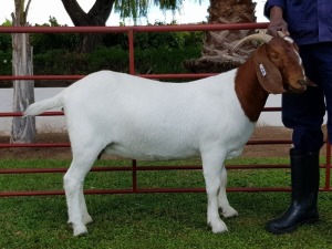 1X BOERBOK OOI/EWE CHARL BAARD - STOET/STUD