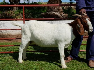 2X BOERBOK OOI/EWE CHARL BAARD - STOET/SUD