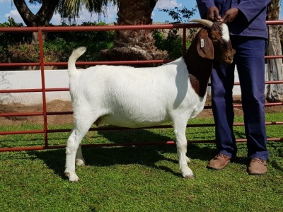 1X BOERBOK OOI/EWE CHARL BAARD - KUDDE/FLOCK