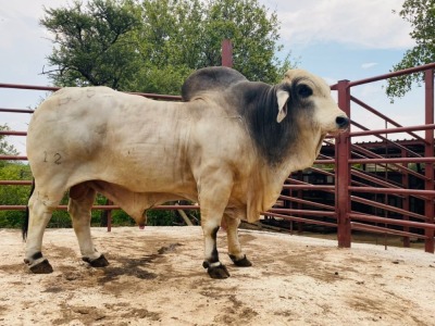 10 x BRAHMAN SEMEN BOS1212