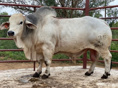 10 x BRAHMAN SEMEN RIO 1335