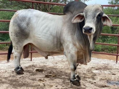 10 x BRAHMAN SEMEN BOS12111