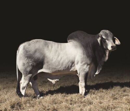 10 x BRAHMAN SEMEN BOS17304