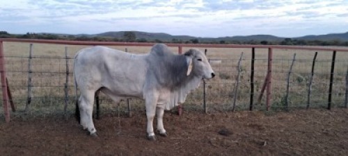 1 x BRAHMAN COMMERCIAL BULL LBS19152