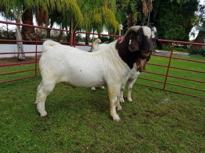 1X BOERBOK RAM CHARL BAARD  - KUDDE/FLOCK