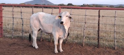 1 x BRAHMAN HEIFER LBS19113