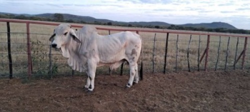 1 x BRAHMAN COMMERCIAL BULL LBS19172