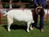 2X BOERBOK OOI/EWE CHARL BAARD - STOET/SUD - 2