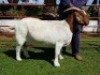 2X BOERBOK OOI/EWE CHARL BAARD&nbsp; - KUDDE/FLOCK