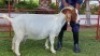 2X BOERBOK OOI/EWE CHARL BAARD&nbsp; - KUDDE/FLOCK - 2