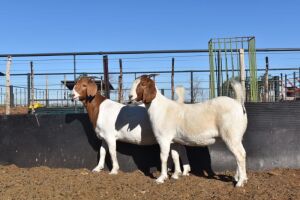 2X BOERBOK OOI/EWE SUMMERVILLE TRUST - KUDDE/FLOCK