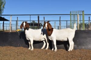 2X BOERBOK OOI/EWE SUMMERVILLE TRUST   - POTENSIAAL STOET/POTENTAIL STUD