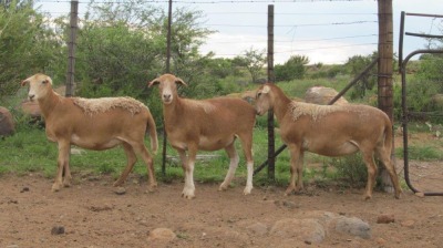 LOT 29 3X MEATMASTER OOI/EWE MORENA MEATMASTERS(PER STUK OM LOT TE NEEM/PER PIECE TO TAKE THE LOT)